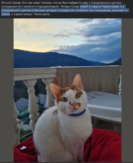 барханный кот котята. кот сахара. барханная кошка (песчаная кошка). график сахара у кота на лантусе. пустынная барханная кошка.