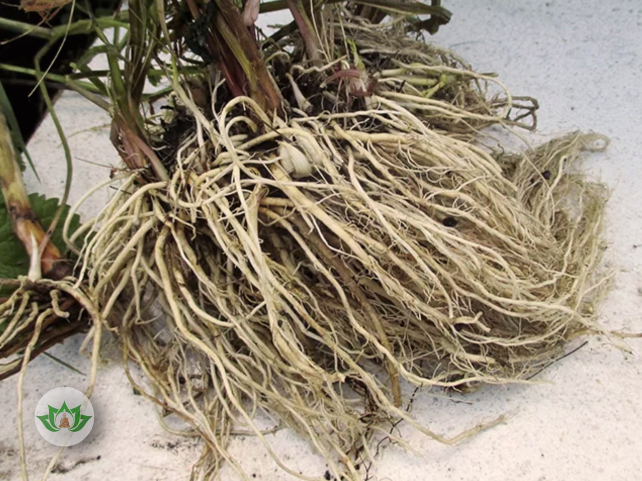 Одеваюсь корень. Valeriana officinalis корень. Valeriana officinalis сырье. Валериана лекарственная корневище. Валериана корневища.