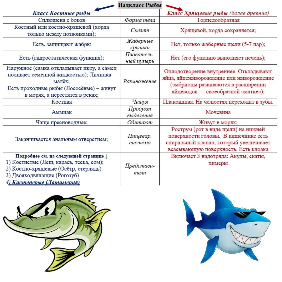 Особенности класса хрящевые рыбы. Сравнительная таблица хрящевых и костных рыб. Характеристика класса хрящевые рыбы. Сравнительная характеристика рыб. Хрящевые рыбы таблица.