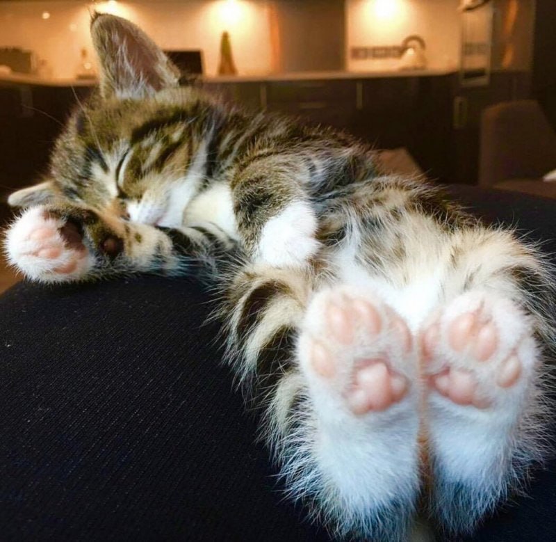 Коты пытались. Спящие котята. Кошачья лапка. Милые спящие котики.