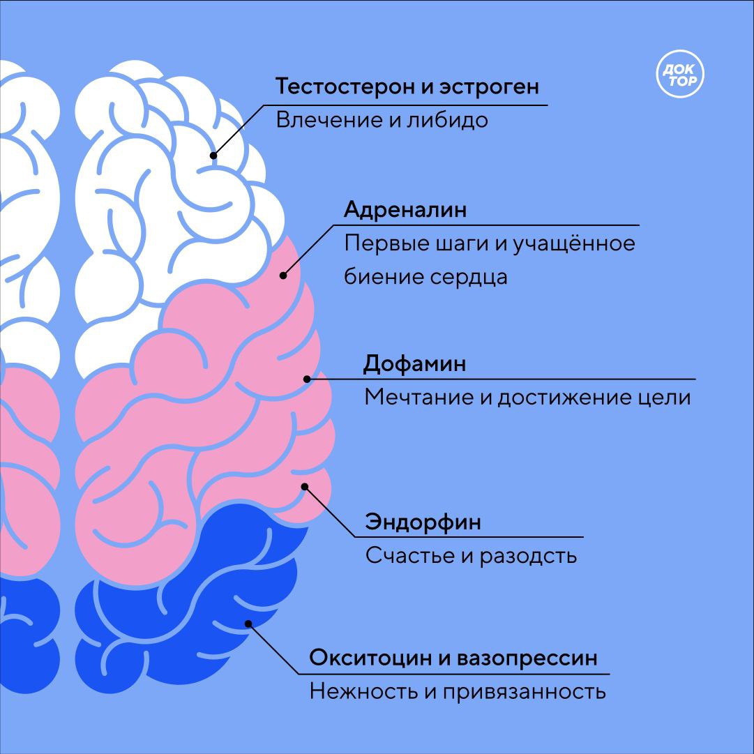 какой гормон отвечает за оргазм у женщин фото 89