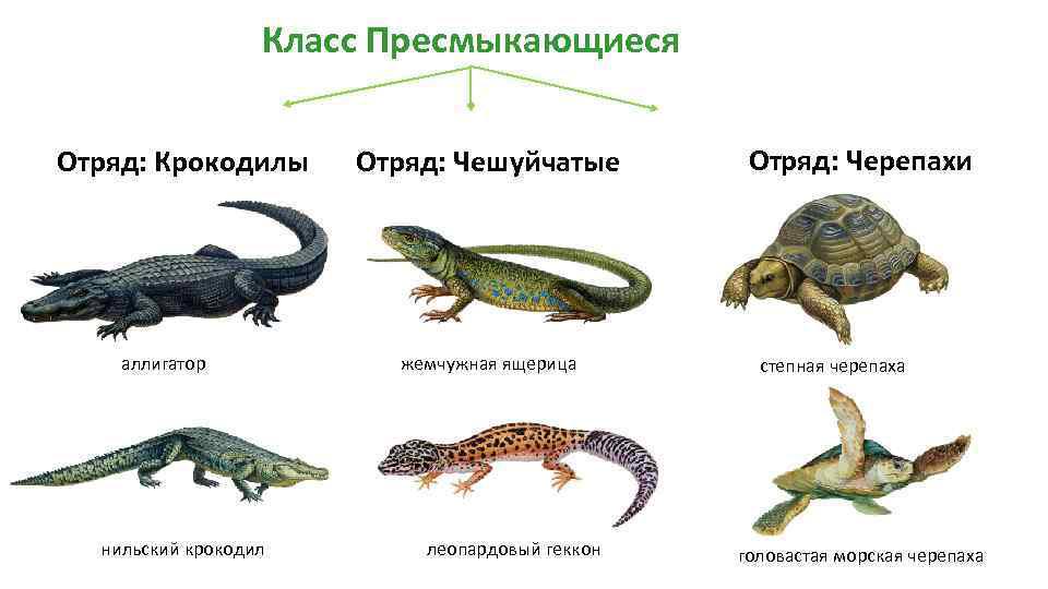 Classification of Animals. Reptiles amphibians mammals birds. Crocodile Fish Lio