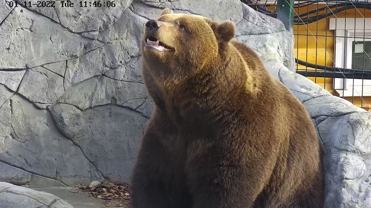 медведица. мишка сейчас. новосибирский зоопарк белые медвежата 2023. белые медведи 2023. белые медведи остров врангеля арктика арктика.