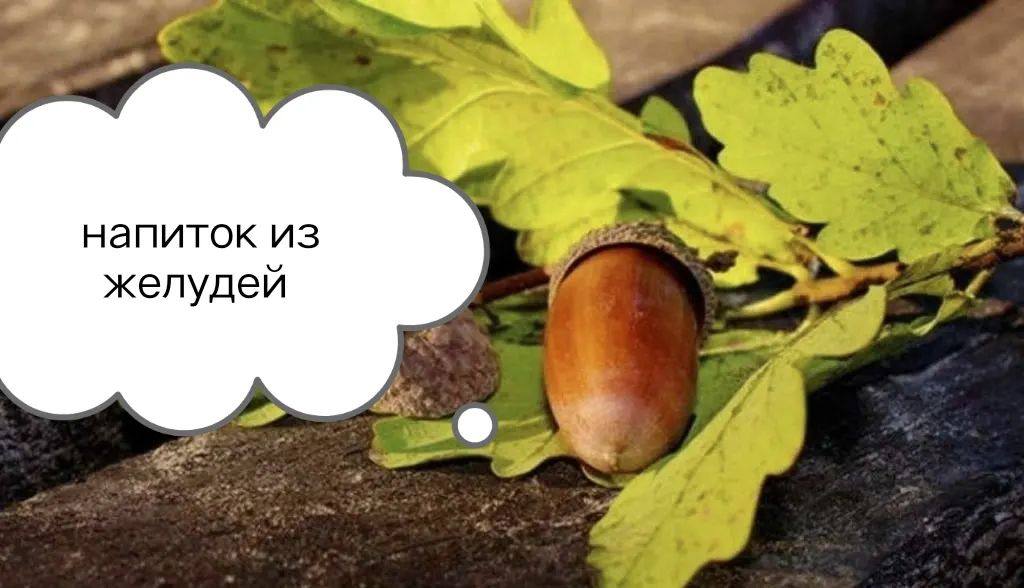 Желуди 1. Желуди польза и вред для человека. Желуди. Желуди польза и вред для человека. Блюда из желудей.