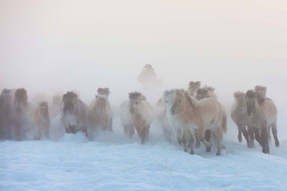 Схема предложения якутская лошадь не особенно сильна зато удивительно нетребовательна