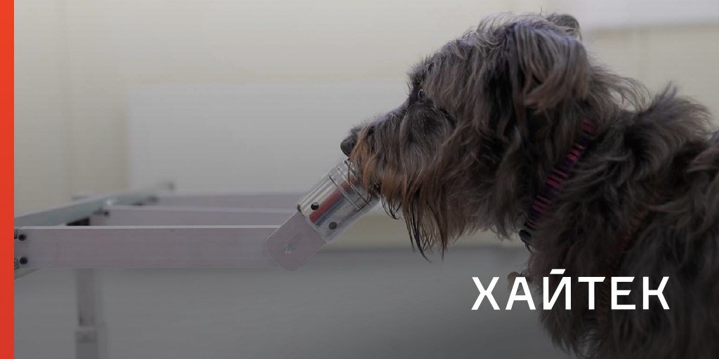 Собаки и степень стресса