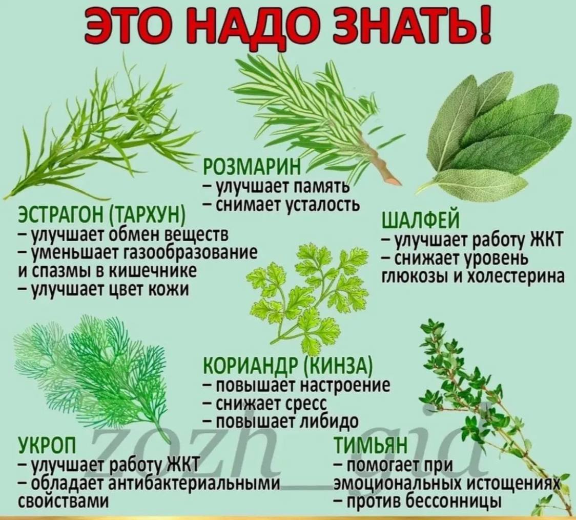 Мощная. Полезные растения для человека. Пряная зелень. Полезные травы. Самая полезная зелень.
