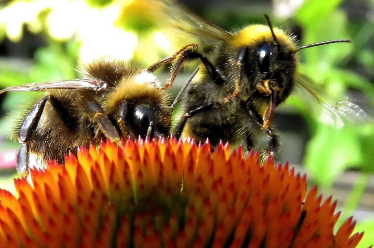 Пчела сегодня. Дикая медоносная пчела. Желтая Кавказская пчела. Год пчелы. Пчела стальные фото.