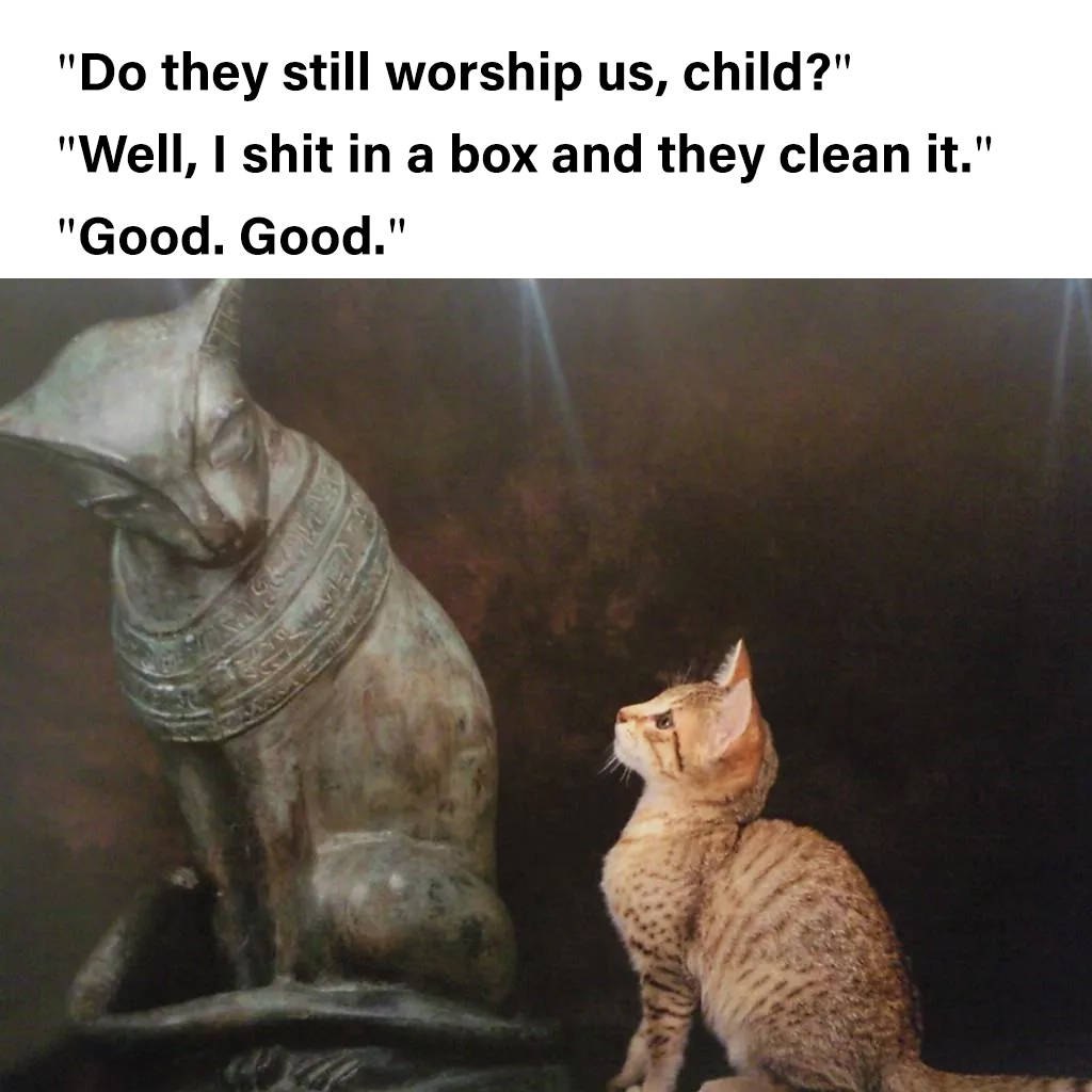 Коты поклоняются