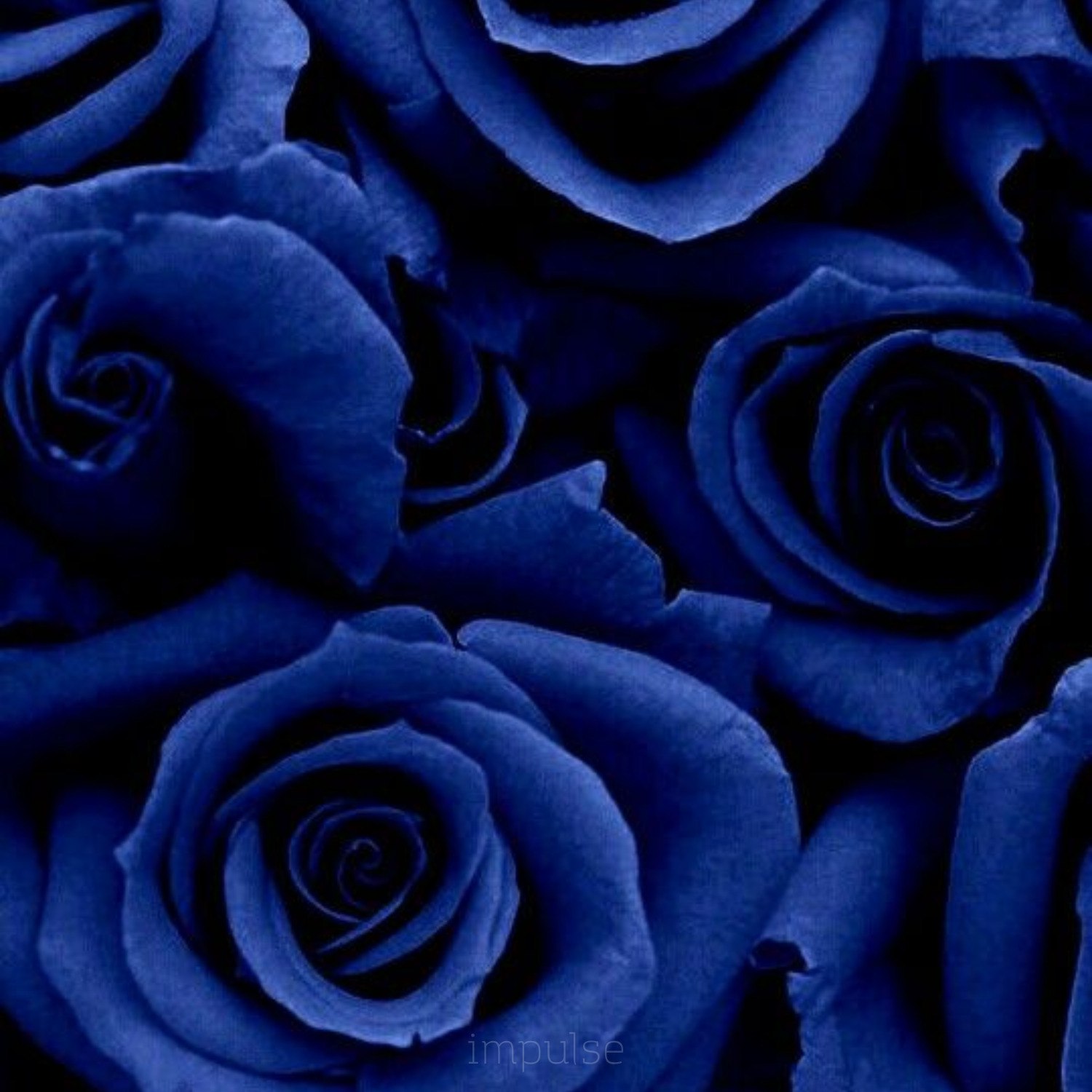 Розы на синем фоне с юбилеем