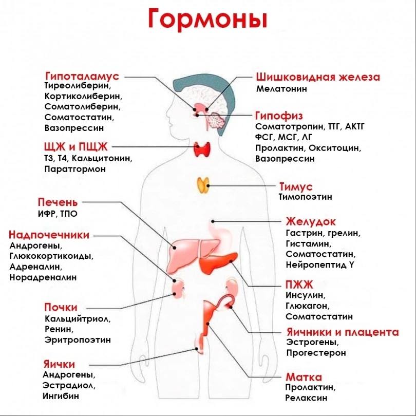 Порно Женский Гормон