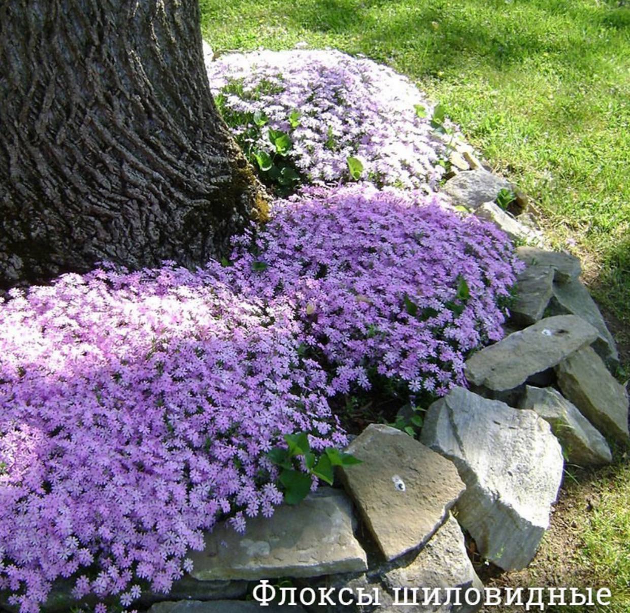 Растения для альпийской горки многолетники