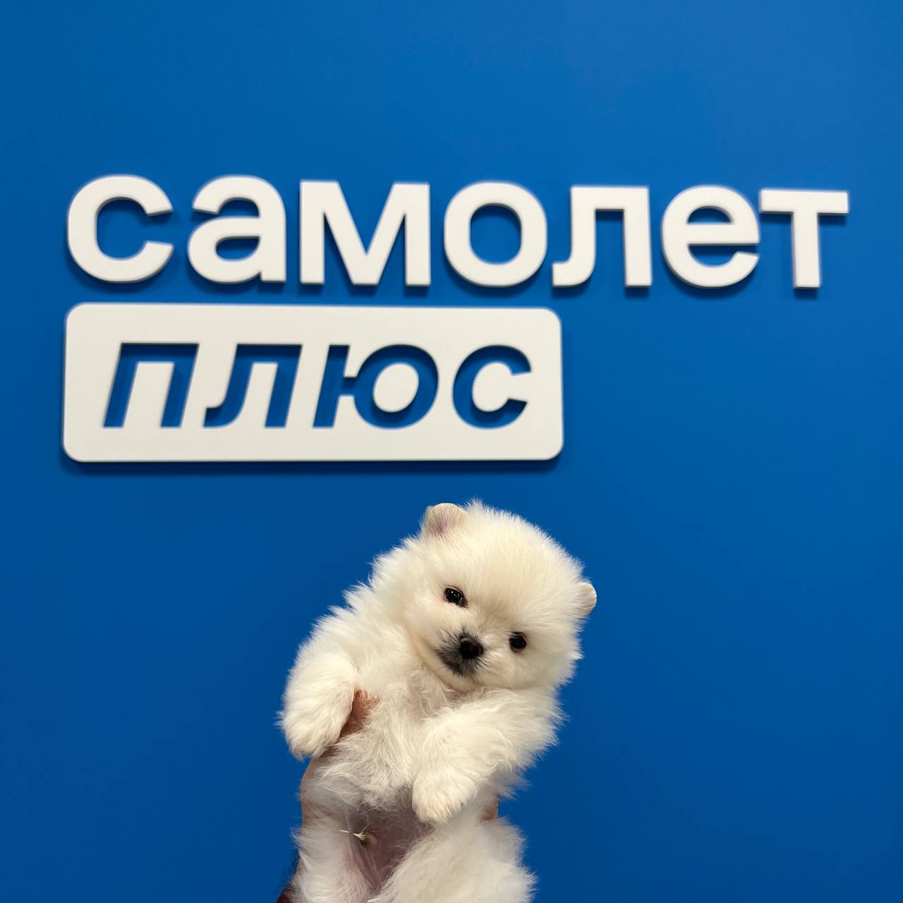 Публикация #530 — Самолет Плюс Business (@samolet_plus_business)