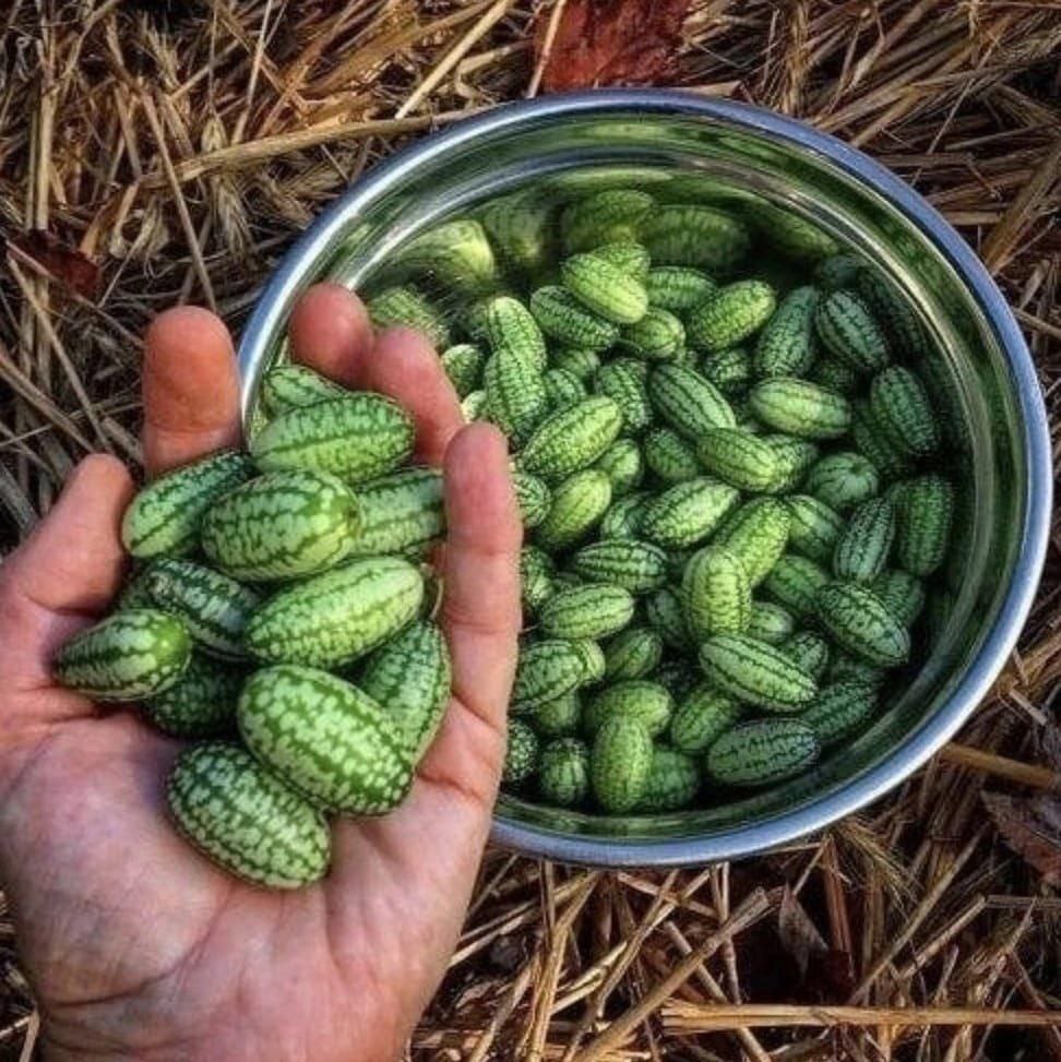 Огурцы маленькие арбузики. Огурцы похожие на маленькие арбузики. Мелотрия шершавая. Мелотрия шершавая семена. Огурцы маленькие арбузики.