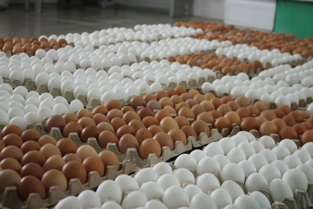 Яйцо куриное производитель. Яйца производители. Куча яиц. Завод куриных яиц. Фабрика яиц.