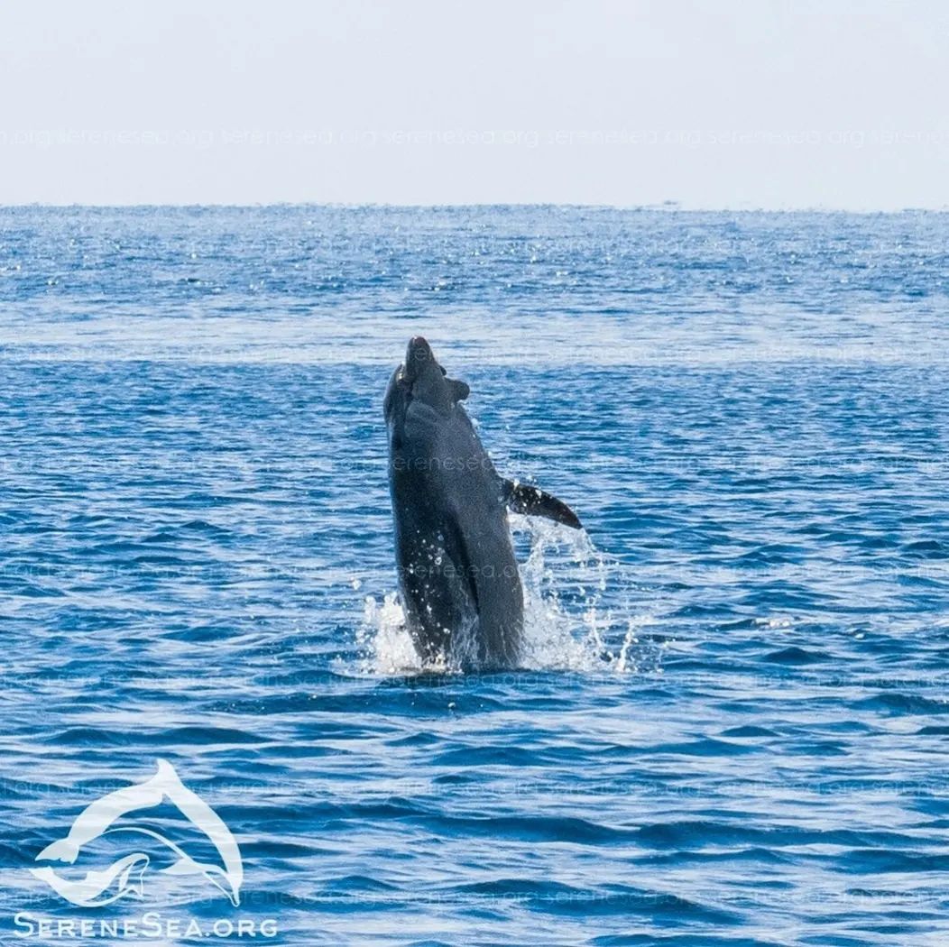 афалина в черном море