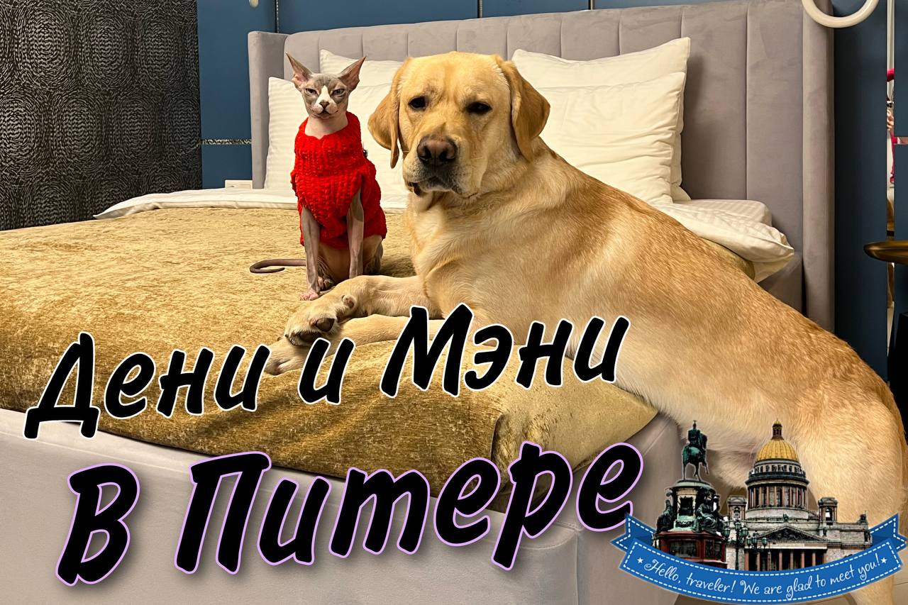 Мэни и дени. Дени Мэни лабрадор и сфинкс.