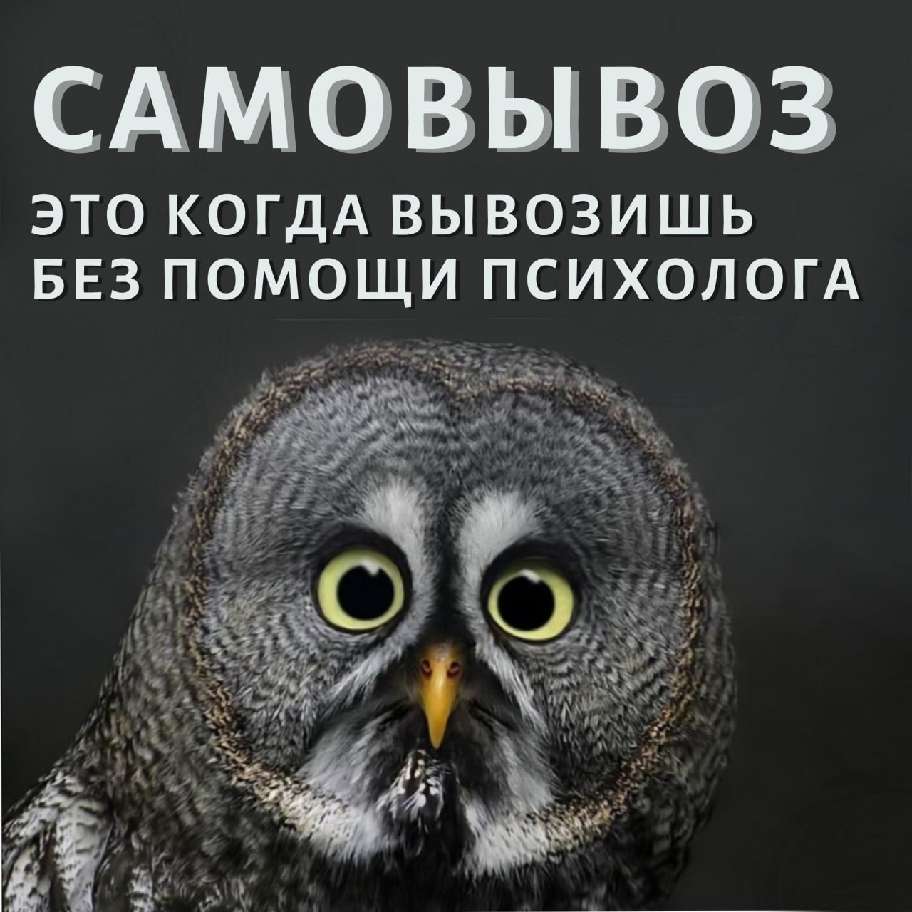 В любой непонятной ситуации эволюционируй. Картинки для поднятия настроения коллеге. Настроение в любой ситуации. День приманивания хорошего настроения открытки. Веселые статусы для настроения.
