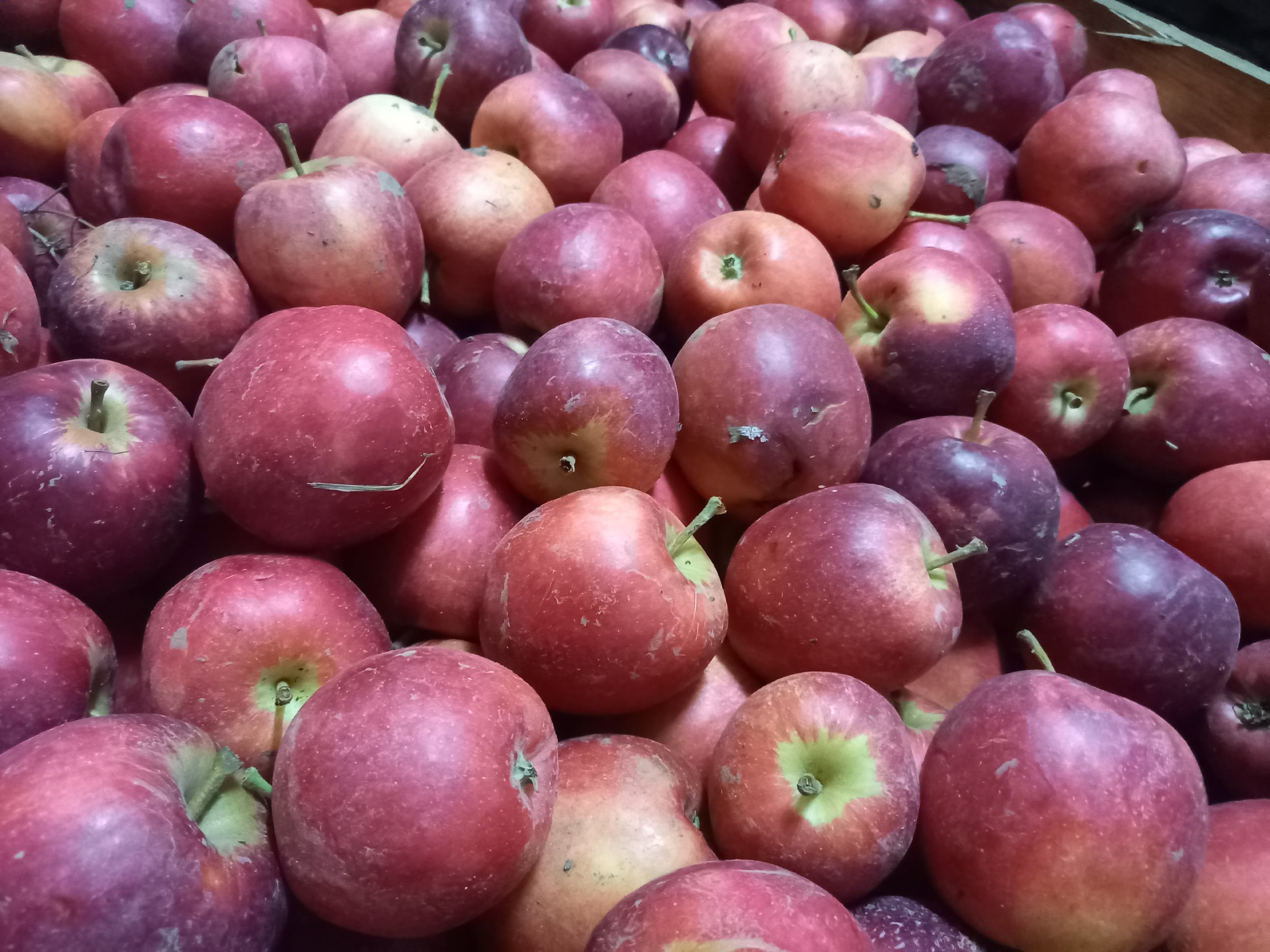 Яблоки айдаред сербия. Яблоки айдаред. Лигол сорт яблок. Яблоки фото твой дом. Яблоки кбр.